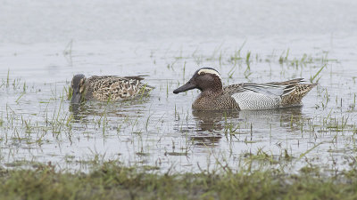 Zomertaling / Garganey