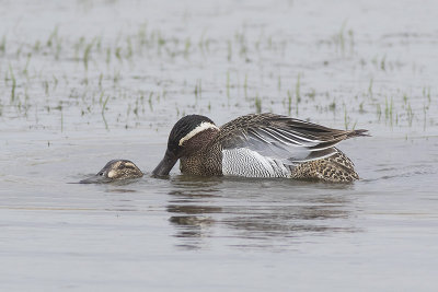 Zomertaling / Garganey