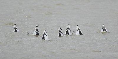 Kluten / Avocets