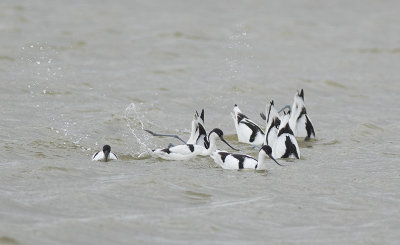 Kluten / Avocets