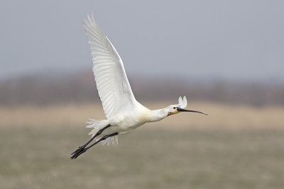 Lepelaar / Spoonbill