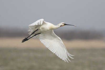 Lepelaar / Spoonbill