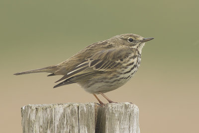 Graspieper / Meadow Pipit