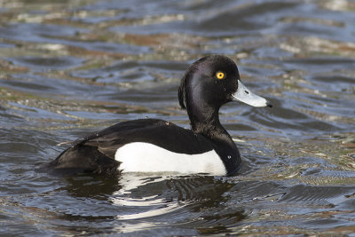 Kuifeend / Tufted Duck