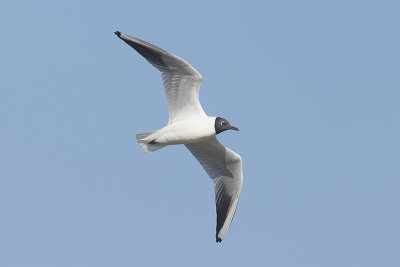 Kokmeeuw / Black-headed Gull