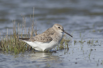 Bonte Strandloper / Dunlin