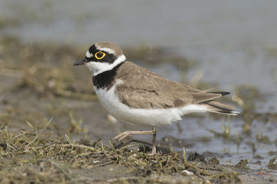 Kleine Plevier / Little Ringed Plover