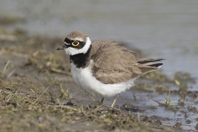 Kleine Plevier / Little Ringed Plover