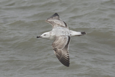 Pontische Meeuw / Caspian Gull