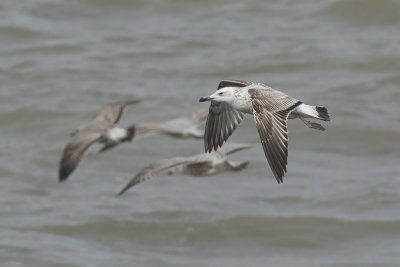 Pontische Meeuw / Caspian Gull