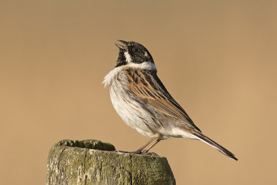 Rietgors / Reed Bunting