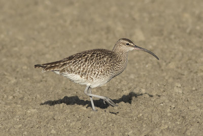 Regenwulp / Whimbrel