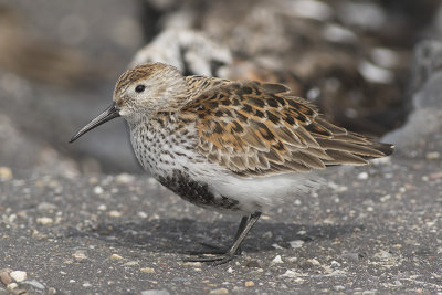 Bonte Strandloper / Dunlin