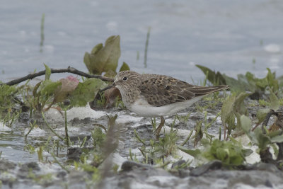 Temmincks Strandloper / Temminck's Stint