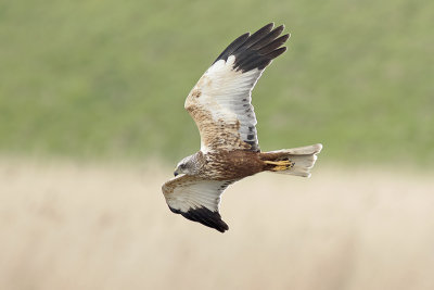 Bruine Kiekendief / Marsh Harrier