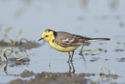 Citroenkwikstaart / Citrine Wagtail