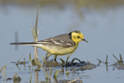 Citroenkwikstaart / Citrine Wagtail