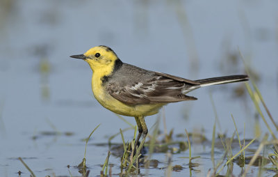 Citroenkwikstaart / Citrine Wagtail