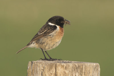 Roodborsttapuit / European Stonechat