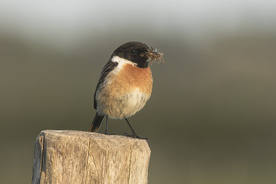 Roodborsttapuit / European Stonechat