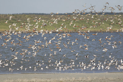 HVP met steltlopers / hightide roost with stilts