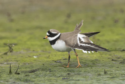 Bontbekplevier (tundrae) / Great Ringed Plover (tundrae)