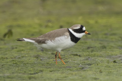 Bontbekplevier (tundrae) / Great Ringed Plover (tundrae)