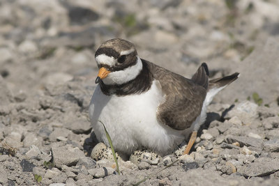 Bontbekplevier / Great Ringed Plover