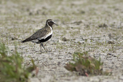 Goudplevier / European Golder Plover