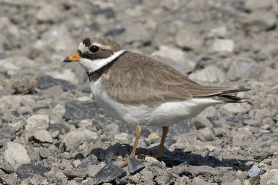 Bontbekplevier (tundrae) / Great Ringed Plover (tundrae)