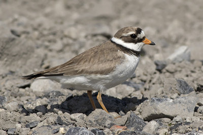 Bontbekplevier (tundrae) / Great Ringed Plover (tundrae)