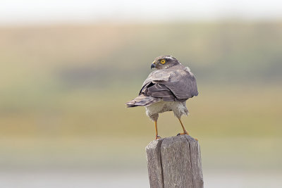 Sperwer / Sparrow Hawk