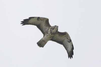 Buizerd / Common Buzzard