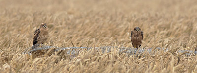 Grauwe Kiekendief / Montagu's Harrier