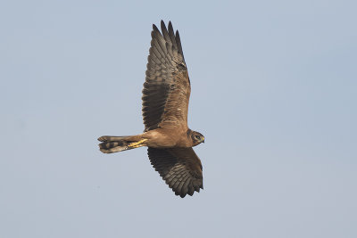 Grauwe Kiekendief / Montagu's Harrier