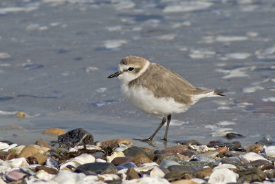 Strandplevier / Kentish Plover