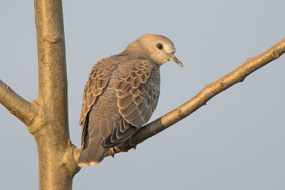 Zomertortel / European Turtle Dove