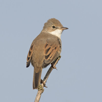 Grasmus / Common Whitethroat