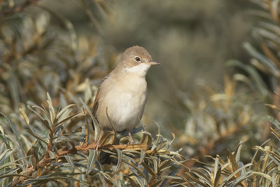 Grasmus / Common Whitethroat