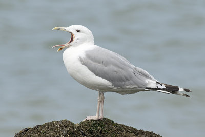 Pontische Meeuw / Caspian Gull