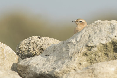 Tapuit / Common Wheatear