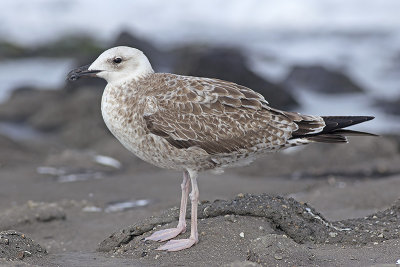 Geelpootmeeuw / Yellow-legged Gull