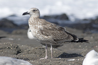 Pontische Meeuw / Caspian Gull