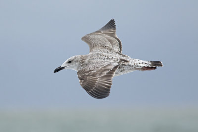 Geelpootmeeuw / Yellow-legged Gull