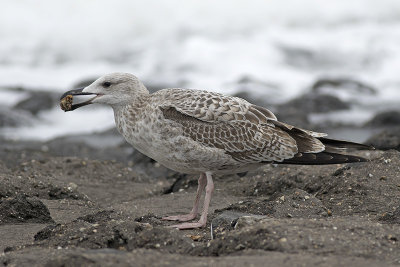 Geelpootmeeuw / Yellow-legged Gull