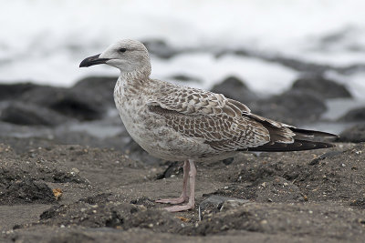 Geelpootmeeuw / Yellow-legged Gull