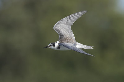 Zwarte Stern / Black Tern