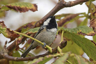 Zwarte Mees / Coal Tit