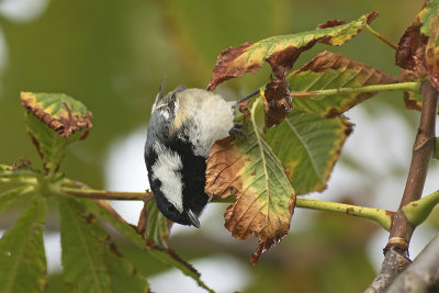 Zwarte Mees / Coal Tit