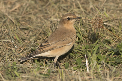 Tapuit / Common Wheatear